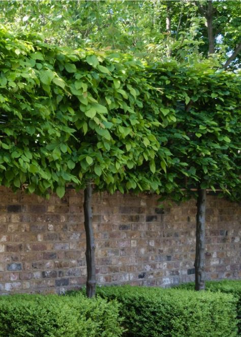 Low Maintenance Garden Uk, Small Garden Trees Uk, Pleached Hornbeam, Landscape Design Front Yard, Pleached Trees, Garden Ideas Uk, Carpinus Betulus, Small Trees For Garden, Pot Gardening