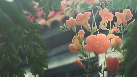 Chill lo fi wallpaper Lo-fi Aesthetic, Anime Flower, Gif Background, Flowers Gif, Anime Gifs, Banner Gif, Spring Wallpaper, Plant Aesthetic, Aesthetic Gif