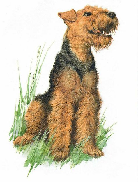 Airedale Dogs, Westie Terrier, Sitting Dog, Kerry Blue Terrier, Dog Anatomy, Skye Terrier, Norwich Terrier, Welsh Terrier, Dog Art Print