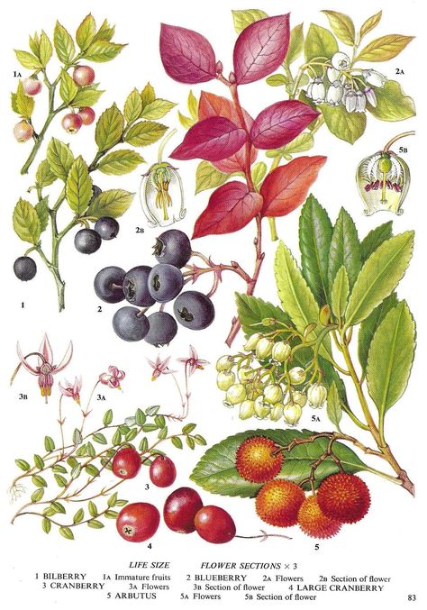 Vintage Fruit Print Bilberry, Cranberry, Blueberry, Unframed Botanical, Dining Room Wall Art, Food Print, Kitchen Décor, Vintage Book Page Botanical Dining Room, Flower Fairies Books, Willow Flower, Vegetable Illustration, Kitchen Art Prints, Dining Room Wall, Dining Room Art, Dining Room Wall Art, Watercolor Fruit