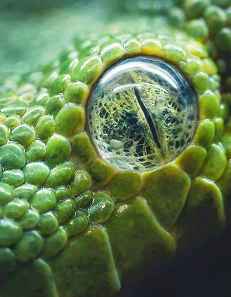 Closer Reptile Eye, Regard Animal, Macro Photography Nature, Scary Eyes, Animal Eyes, Kunst Inspiration, Snake Eyes, Reptiles And Amphibians, Lizards