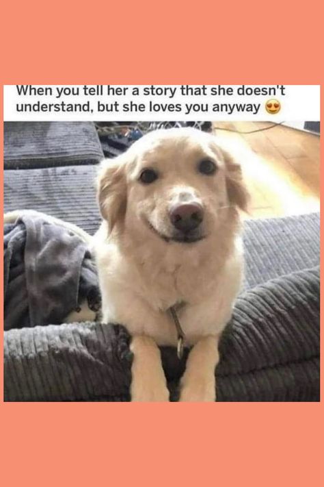 Come see our big collection of dog memes and fun dog videos! We have the cutest dog pics and the funniest dog moments. If you love dogs being funny and want to smile, follow us to see more! Puppy Meme Funny, Cute Puppy Meme, Dog Memes Funny, Puppy Meme, Dog Mom Humor, Dog Pics, Inspirational Photos, She Loves You, Funny Dog Memes