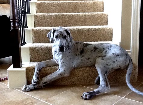 blue merle great dane                                                                                                                                                      Plus Dog Drawing Reference, Blue Merle Great Dane, Merle Great Danes, Ras Anjing, Cute Dog Costumes, Dog Drawings, Apartment Dogs, Dane Puppies, Great Dane Puppy