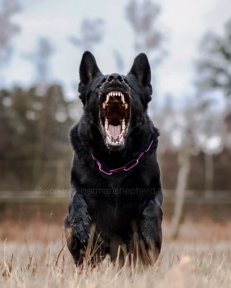 Cr: working_germanshepherd German Shepherd Barking, Extra Large Dog Breeds, Dog Soldiers, Angry Dog, Scary Dogs, Dog Attack, Black German Shepherd, Cute Animals Puppies, Police Dogs