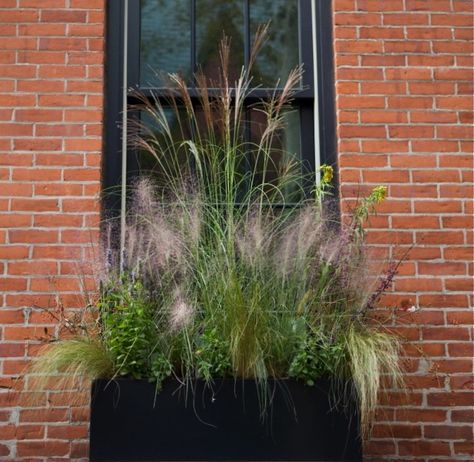 brooklyn-heights-halloween-grasses-window-box-gardenista. A black window box resembling a miniature prairie grassland. Black Window Box, Fall Window Boxes, Window Box Plants, Planter Window, Balcony Flowers, Window Box Flowers, Window Planters, Balcony Plants, Outdoor Inspirations