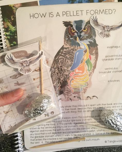 Allyson on Instagram: “Owl pellet dissection kits coming to the shop tomorrow!! This has been a labor of love for over a year now! ❤️” Owl Pellet, Owl Pellets, Exploring Nature, Environmental Education, Day Camp, Product Ideas, Explore Nature, Science Fair, A Year