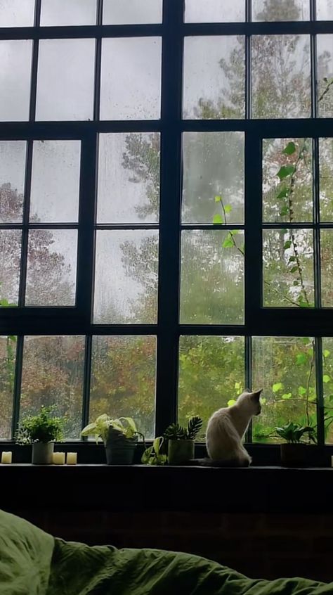 Green Aesthetic Wallpaper, Rainy Day Aesthetic, Dark Green Aesthetic, Adventure Aesthetic, Online Fashion Store, Cat Aesthetic, Rain Photography, Photography Wallpaper, Cat Wallpaper