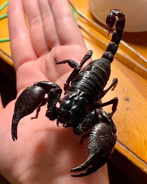 Scorpion Enclosure, Pet Scorpion, Insect Character, Weird Pets, Scorpion Animal, Emperor Scorpion, Iron Man Pictures, Man Pictures, Animal Reference