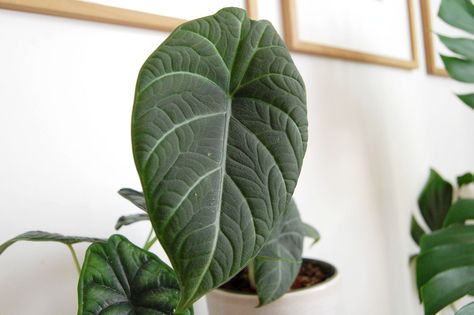 Alocasia Maharani (Gray Dragon) Plant Care and Growing Guide Dragon Plant Care, Dragon Plant, Gray Dragon, Air Layering, Orchid Bark, Plant Benefits, California Native Plants, Plant Propagation, Plant Diseases