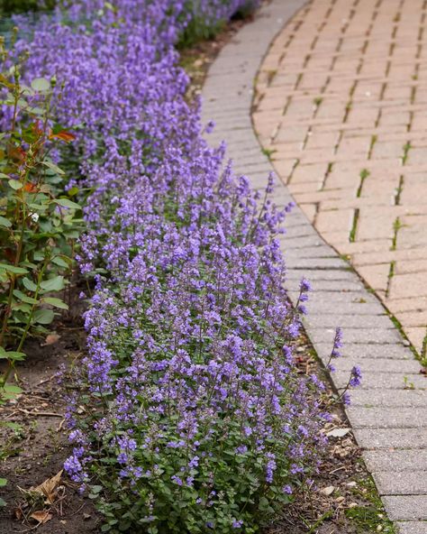 Catmint Plant Landscaping, Catmint Companion Plants, Cat Mint Plant, Catmint Plant, Catnip Garden, Growing Catnip, Catnip Plant, Edging Plants, Cat Plants