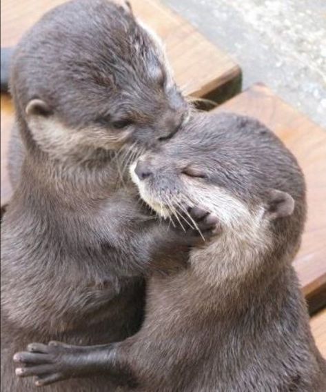 Otters Hugging, Otters Cute, Otter Love, Animals And Nature, Baby Otters, Silly Animals, Cute Wild Animals, Cute Animal Photos, Cute Creatures