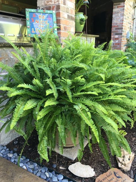 Giant potted fern Fern Plants, Potted Ferns, Plants Landscape, Deck Garden, Cooking Pot, Plant Lady, All About Plants, Plant Decor, Indoor Decor