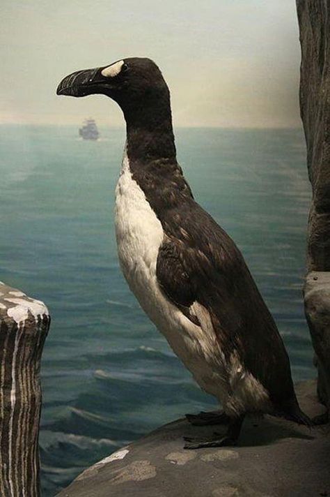 Extinct Great Auk Great Auk, Rare Albino Animals, Extinct Birds, Drexel University, Albino Animals, American Animals, Underwater Life, Extinct Animals, Rare Animals