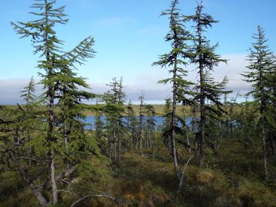 Alfred Wegener, Siberian Forest, Larch Tree, Journal Nature, Archaeology News, Spruce Tree, Bee Pollen, Ice Age, Fictional World