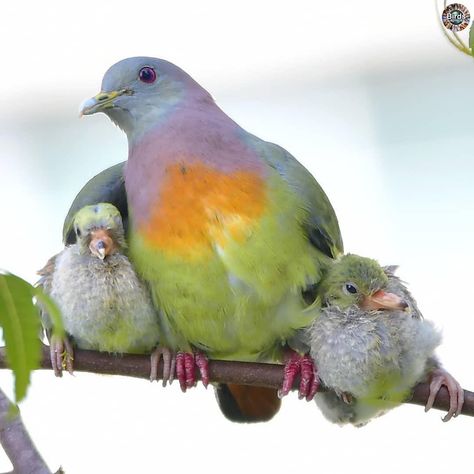 Part of the @Captures_Groups 🌐 on Instagram: “🌐 BIRDS CAPTURE OF THE DAY by @i_see_thelight ✨★ 🏆 Congratulations 🏆★✨⠀⠀⠀⠀⠀⠀⠀⠀ Species: pink-necked green pigeon (Treron vernans) Location:…” Pink Necked Green Pigeon, Real Birds, Pink Pigeon, Fruit Dove, Green Pigeon, Cute Pigeon, Pigeon Breeds, Dove Pigeon, Wildlife Biologist