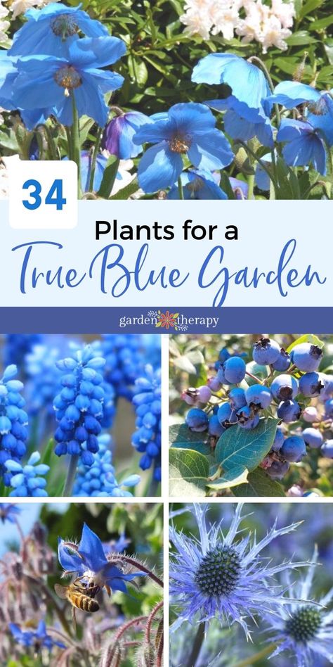 Blue And White Landscaping, Blue Plants Indoor, Blue White Garden, Blue Purple Garden, Blue Plants Landscaping, Blue And White Garden Ideas, Blue Hycanith, Naturally Blue Flowers, Blue Perrenial Plants