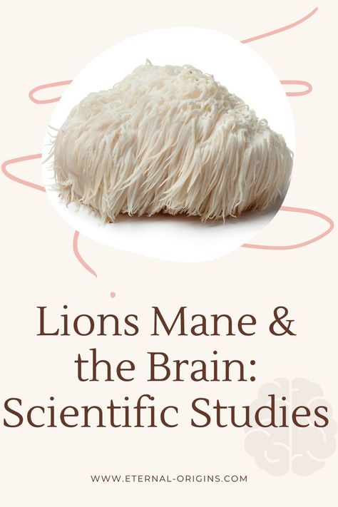 Lions Mane Benefits, Mushroom Benefits, The Aztecs, Lions Mane, Lions Mane Mushroom, Lion's Mane, Improve Gut Health, Improve Cognitive Function, Nerve Damage