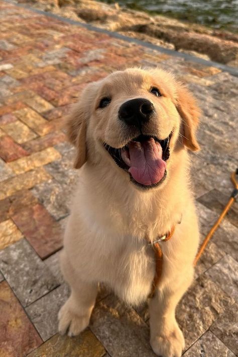 Golden retriever puppies being absolutely precious! Dogs Golden Retriever Puppies, Baby Golden Retrievers, Billy Showalter, Adorable Golden Retriever, Golden Retriever Baby, Brown Puppies, Golden Retriever Puppies, Golden Puppy, Retriever Puppies