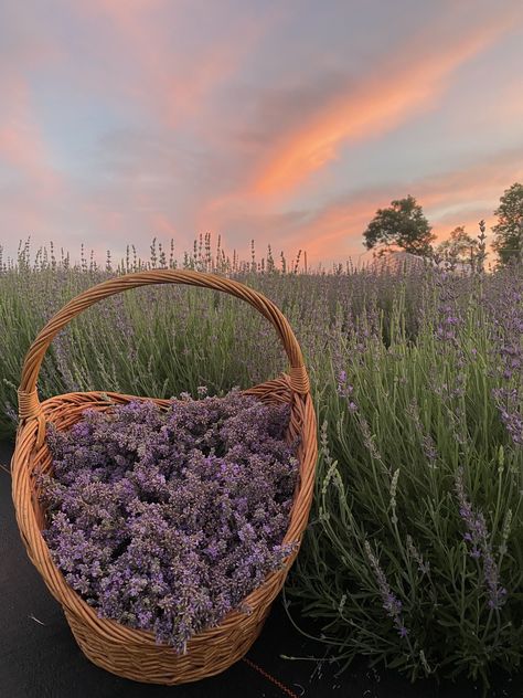 Lavender harvest at sunset on the flower farm Fruit Picking, Farm Photo, Phone Inspiration, Lavender Farm, Best Photo Poses, Lavender Fields, Old Farm, Flower Farm, Perfect Place