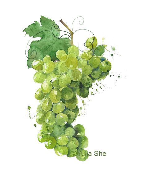 Grapes Watercolor, Grape Drawing, Grape Painting, Simple Flower Drawing, Illustration Kitchen, Fruit Painting, Green Grapes, Diy Watercolor, Watercolor Art Lessons