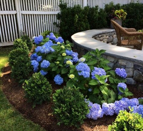 Capped fieldstone pony walls surrounded by hydrangea and boxwood hug a patio. Landscaping With Boxwoods And Hydrangeas, Boxwood And Hydrangea Landscaping, Hydrangea And Boxwood Landscaping, Boxwood Landscaping, Hydrangea Landscaping, Mulch Landscaping, Landscape Borders, Hydrangea Garden, Blue Hydrangeas