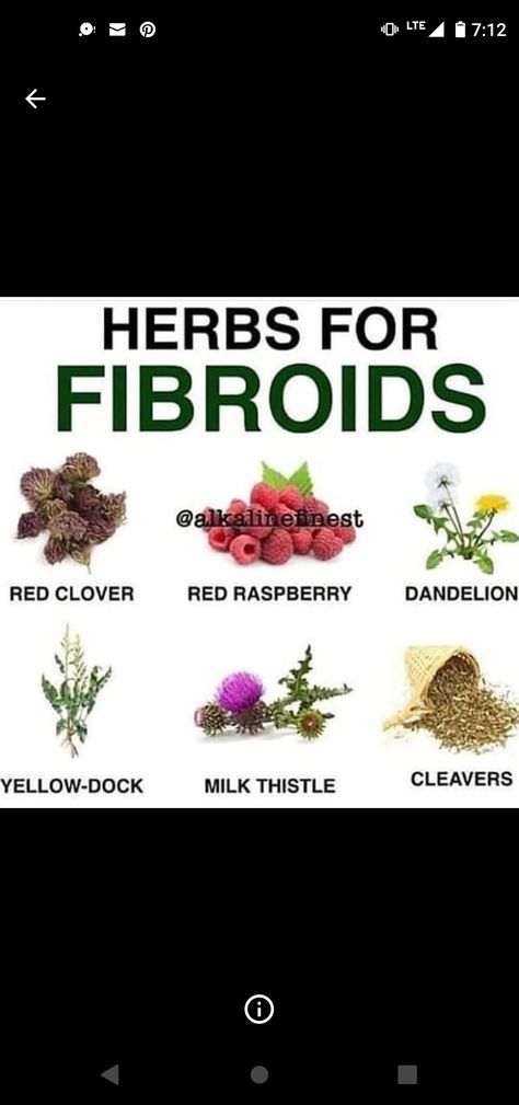 Best Herbs For Fibroid, Womb Herbs, Fibroid Remedies, Woman's Health, Chakra Healing Meditation, Menstrual Health, Milk Thistle, Hormone Health, Medical Knowledge