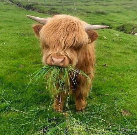 Cows Cute, Long Haired Cows, Fluffy Cows, Baby Cows, Being Good, Cute Cows, Good Friends, The Act, Cow