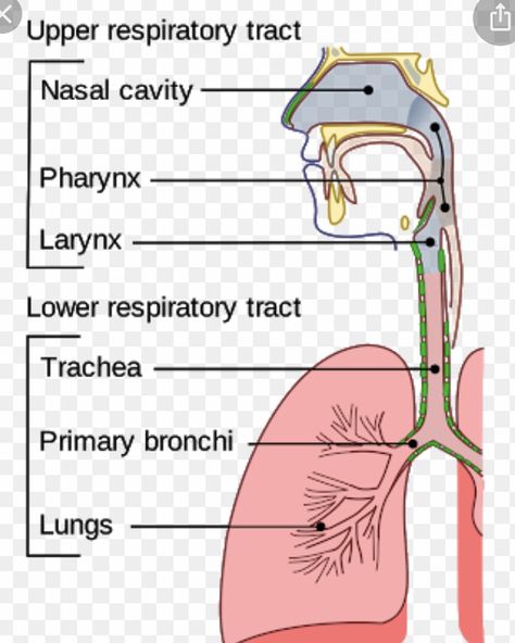 Pharynx Drawing, Emt School, Paramedic Student, Human Respiratory System, Basic Anatomy, Human Body Organs, The Respiratory System, Airway Management, Basic Anatomy And Physiology