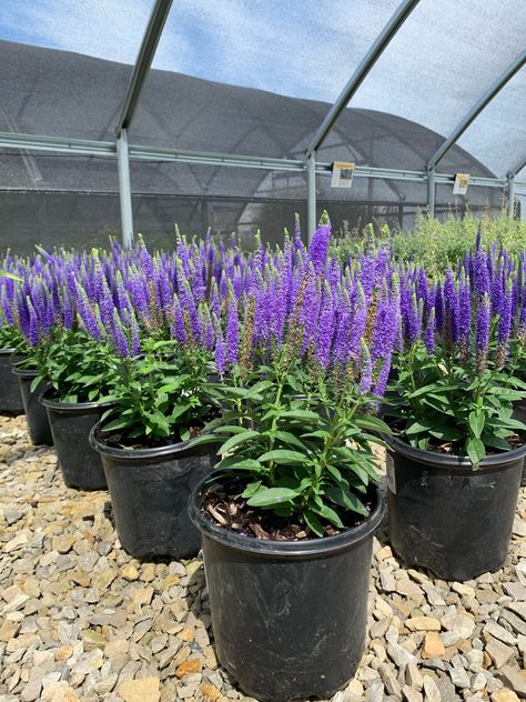 Royal Candles Speedwell (Veronica Spicata ‘Royal Candles’) Speedwell Veronica, Veronica Spicata, Royal Candles, Candles