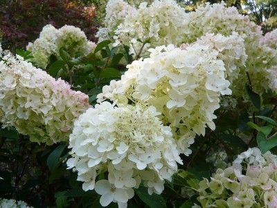 Hydrangea Silver Dollar, Types Of Hydrangeas, Summer To Autumn, Hydrangea Paniculata, To Autumn, Scottish Islands, Isles Of Scilly, Cream Flowers, Hydrangea Flower