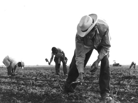 Pickers Cesar Chavez, Field Work, Migrant Worker, Hispanic Heritage Month, History Projects, Hispanic Heritage, Heritage Month, Mexican Culture, Poor People