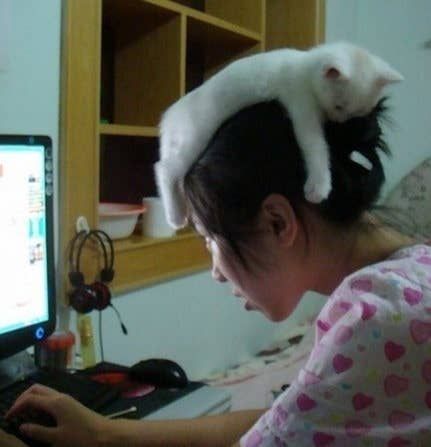 20 Cats That Are Doing It Wrong Haiwan Comel, Koci Humor, Silly Cats, Funny Animal Pictures, Pretty Cats, Crazy Cat Lady, Funny Pics, 귀여운 동물, White Cat