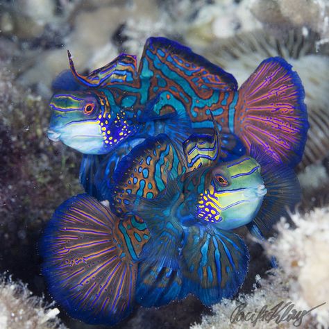 The Beautiful Dragonets by Klaus M. Stiefel | close relative of the Mandarin fish Goby Fish, Stingray Fish, Mandarin Fish, Ocean Day, Underwater Creatures, Oceans Of The World, Scuba Diver, Ocean Creatures, Underwater Photography