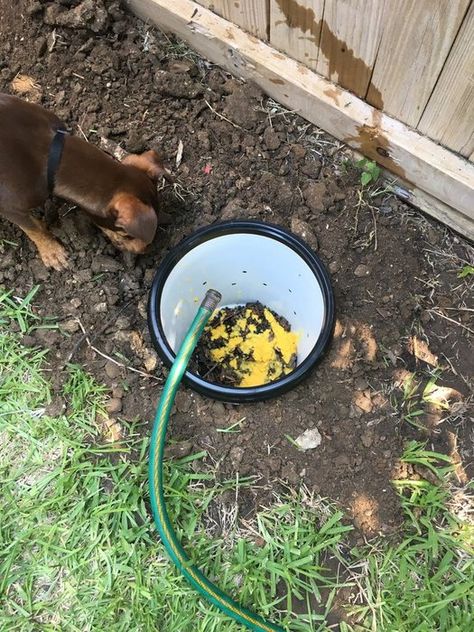 Dog Waste Composter, Dog Potty Area, Dog Friendly Backyard, Dog Backyard, Dog Yard, Dog Potty, Dog Area, Dog Bath, Septic System