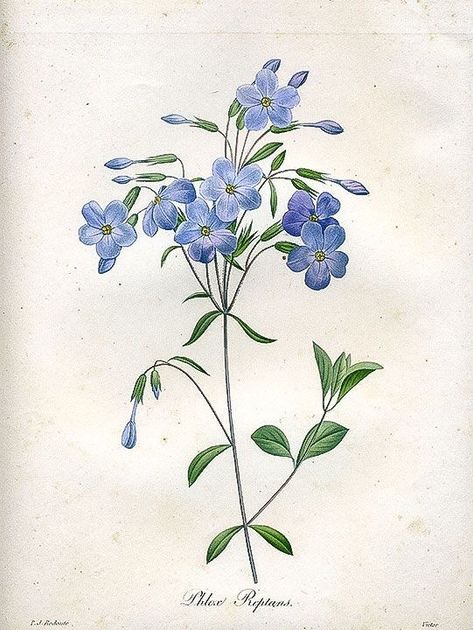 Myosotis Sylvatica, 달력 디자인, Hanging Prints, Flower Drawings, Red Girl, Jeff Buckley, Stylist Tattoos, Illustration Botanique, Botanical Illustration Vintage