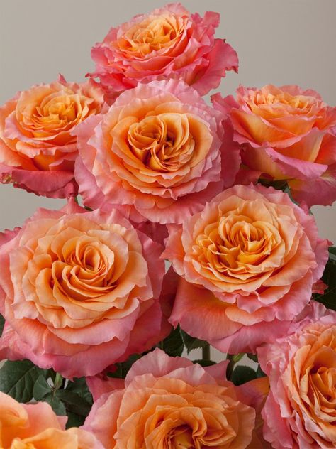 Free Spirit Rose, Flower Bouquet Diy, Peach Rose, Cut Flower Garden, Peach Roses, Diy Bouquet, Edible Flowers, Art Business, Sweet Pea