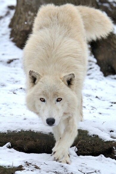 'Arctic Wollf Approach' by Photographer, Josef Gelernter Söpö Kissa, Arctic Wolf, Wolf Photos, Wolf Love, Wolf Pictures, Wolf Spirit, Beautiful Wolves, White Wolf, Lone Wolf