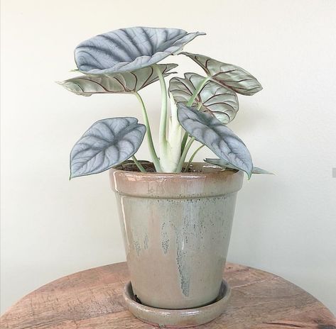 Dragon Alocasia, Alocasia Silver Dragon, Plants House, Alocasia Plant, Plant Goals, Plants Are Friends, Inside Plants, Decoration Plante, Plant Decor Indoor