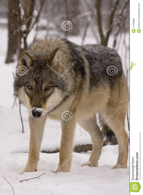 male European grey wolf (Canis lupus lupus) Wolves Photography, Rare Albino Animals, Czechoslovakian Wolfdog, Winter Wolf, Winter Wolves, Wolf Photography, Albino Animals, Wolf Wallpaper, Winter Images