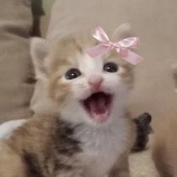 Kitty Blushing, Blushing Cat, Kitten With Bow, Dog Snapchats, Funny Looking Cats, Pink Kitty, Cute Bunny Pictures, Cat Obsession, Super Cute Cats