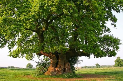 Ek Willow Oak, Angel Oak, Carbon Sequestration, Ficus Tree, Old Oak Tree, Sacred Tree, Giant Tree, Fast Growing Trees, European Culture