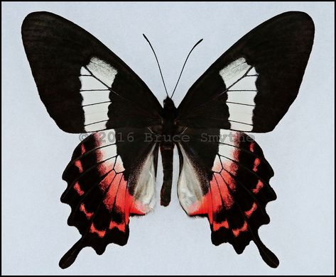 Rare Butterflies, Swallowtail Butterfly, Character Inspo, Bugs And Insects, Animal Illustration, Aesthetic Wallpaper, Rio De Janeiro, South America, Habitat