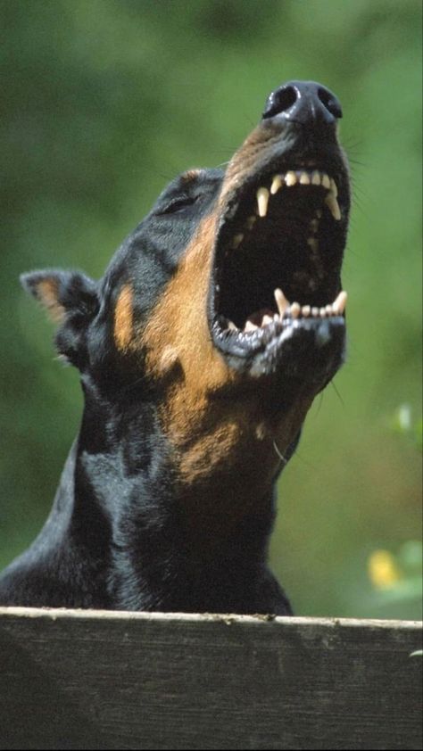 Warlock Doberman, Female Doberman, Best Guard Dog Breeds, Photos To Draw, Red Doberman, Doberman Puppies For Sale, Doberman Puppies, Guard Dog Breeds, Dogs Images