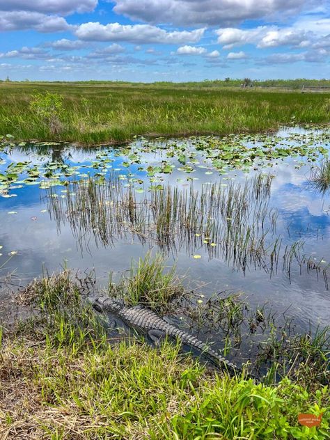 Everglades National Park Hiking: 11 Best Family Treks National Park Aesthetic, Park Aesthetic, The Everglades, American Alligator, Family Hiking, Everglades National Park, Hiking National Parks, Hiking Spots, Hiking With Kids