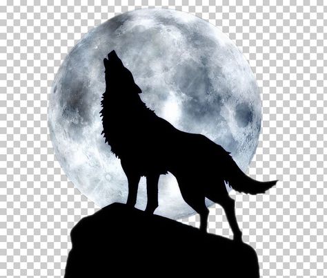 Three Wolf Moon, Interactive Backgrounds, Wolf Png, Episode Interactive, Wolf Silhouette, Episode Interactive Backgrounds, Moon Silhouette, Arctic Wolf, Moon T Shirt