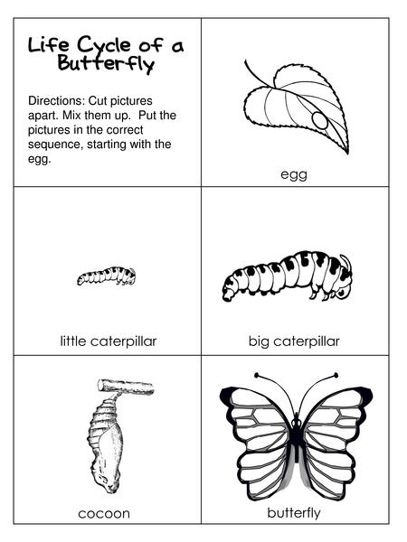 The Very Hungry Caterpillar Free Unit Study Lesson Lapbook Printables Catapiller Crafts, Very Hungry Caterpillar Printables, Butterfly Lifecycle, Free Unit Study, Butterfly Lessons, Life Cycle Of A Butterfly, Cycle Of A Butterfly, Study Lesson, Pre-k Science