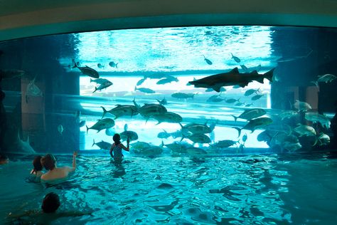 Swim with the sharks at the Golden Nugget — PHOTOS | Las Vegas Review-Journal Golden Nugget Las Vegas, Las Vegas With Kids, Tank Pool, Las Vegas Photos, Golden Nugget, Night Swimming, Fun Places To Go, Vegas Trip, Vegas Baby