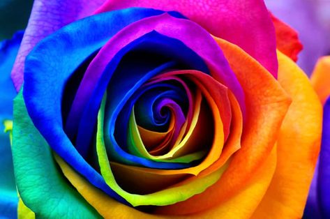 How Florists Tie Dye Roses and the Reasons for Doing So Dye Roses, Purple Verbena, Paintings Living Room, Tie Dye Roses, Picture Walls, Dyed Flowers, Monochrome Makeup, Dye Flowers, Traditional Roses