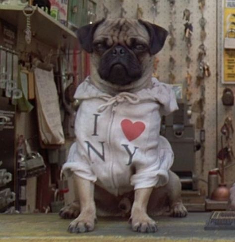 FRANK / Men in Black Frank The Pug, Lara Flynn Boyle, Black Pug Puppies, Tommy Lee Jones, Black Pug, Men In Black, Tommy Lee, The Pug, Pug Puppies