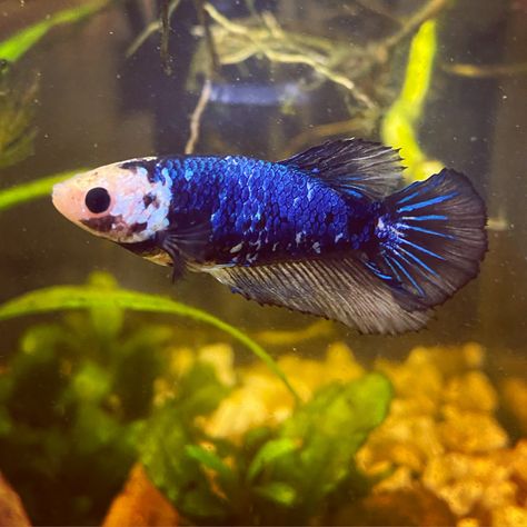 Hafmoon Female Betta fish FreshWater Planted tank Female Beta Fish, Aquatic Photography, Betta Sorority, Fish Inspiration, Female Betta Fish, Betta Fish Tank Mates, Female Betta, Fish Freshwater, Inspo Makeup